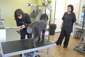 Nepean pet grooming at Greenbank Hunt Club Centre